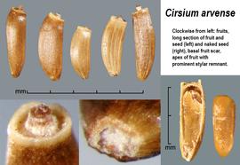   Fruits:   Cirsium arvense ; Photo by J. Scher, Federal Noxious Weed Disseminules of the US
